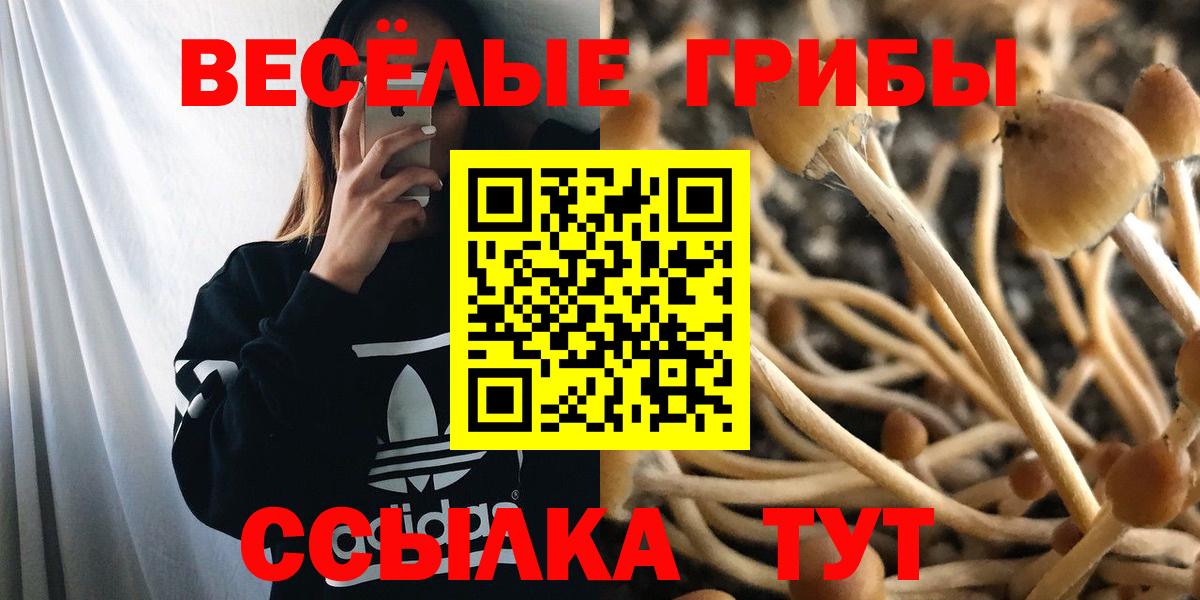 Черняховск  Псилоцибиновые грибы Magic Shrooms  Вход с VPN 
